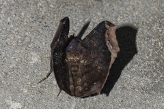 Amphigonia hepatizans