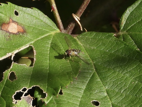 Unknown species found near Margate City, NJ 08402, USA