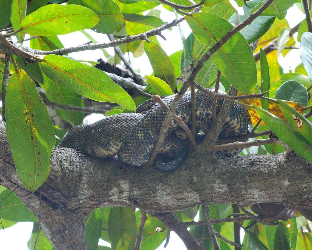 Ruschenberger's Tree Boa
