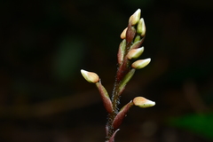 Zeuxine integrilabella