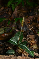 Zeuxine integrilabella