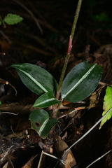 Zeuxine integrilabella