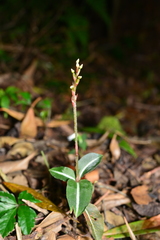 Zeuxine integrilabella