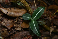 Zeuxine integrilabella