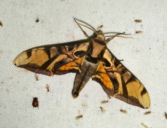 Batocnema coquerelii