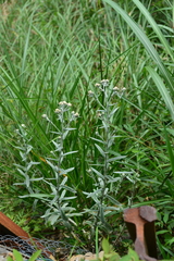 Pseudognaphalium adnatum
