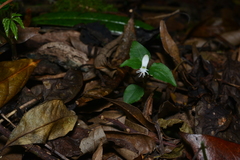 Cheirostylis octodactyla