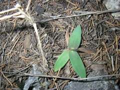 Dichanthelium scribnerianum
