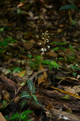 Zeuxine integrilabella