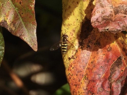 Unknown species found near Margate City, NJ 08402, USA