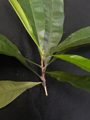 Ixonanthes icosandra observed 2025-08-07