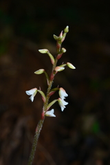 Zeuxine integrilabella