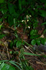 Zeuxine integrilabella