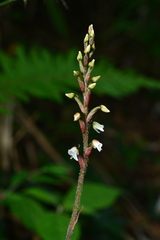 Zeuxine integrilabella