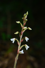 Zeuxine integrilabella