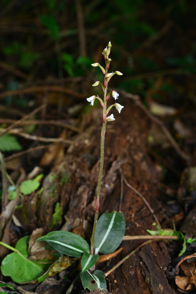 Zeuxine integrilabella