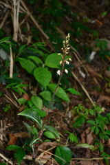 Zeuxine integrilabella