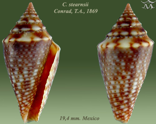 Conasprella stearnsii