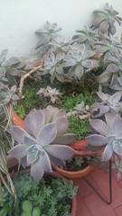 Graptopetalum pentandrum
