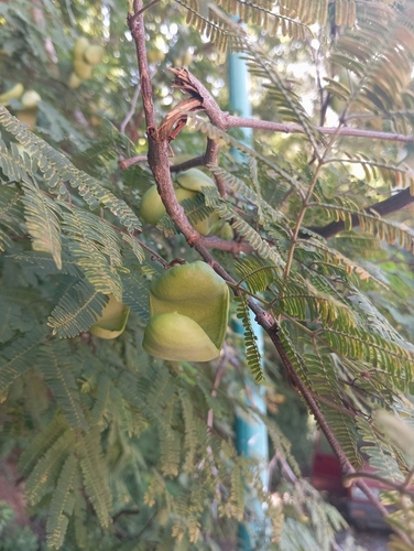 Libidibia coriaria (Libidibia coriaria)
