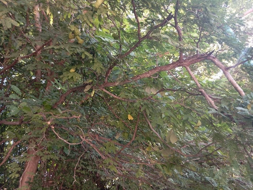 Cascalote (Libidibia coriaria)