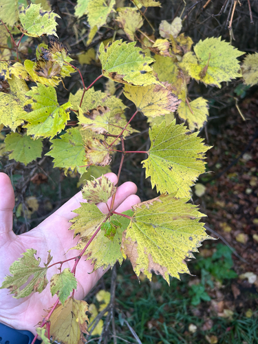 riverbank grape