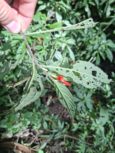 Salvia rufula, photograph 2