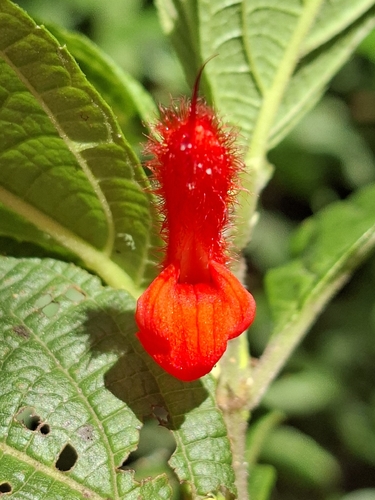 Salvia rufula, photograph 4