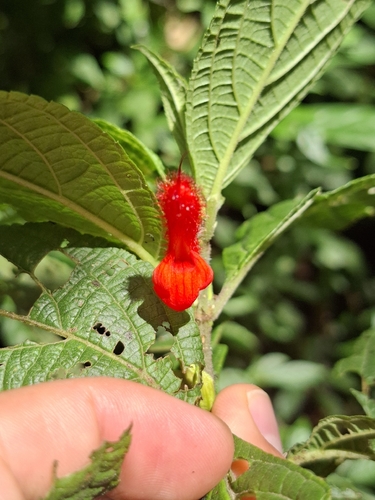 Salvia rufula, photograph 5