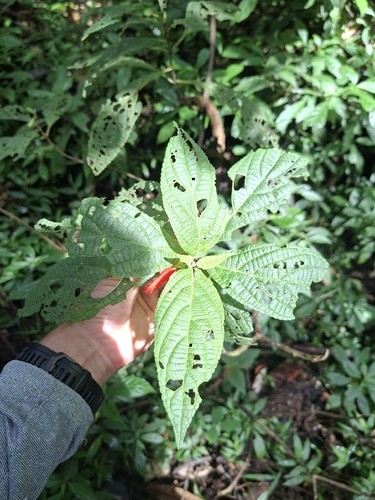 Salvia rufula, photograph 6
