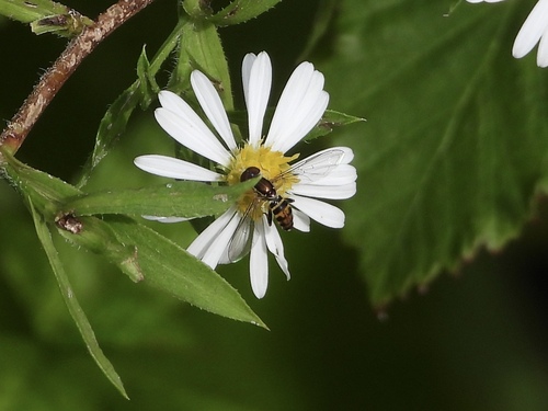 Unknown species found near Margate City, NJ 08402, USA
