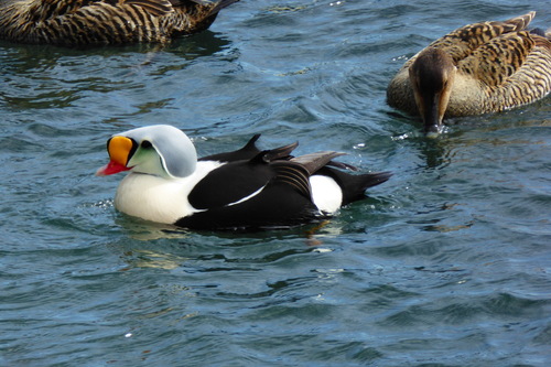 Eider à tête grise