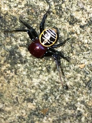 Camaricus nigrotesselatus