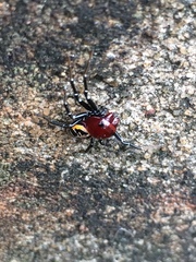 Camaricus nigrotesselatus