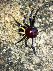 Camaricus nigrotesselatus