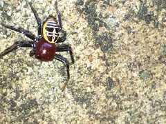 Camaricus nigrotesselatus