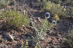 Echinops nanus