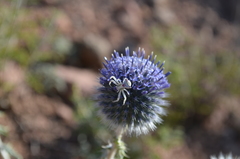 Echinops nanus