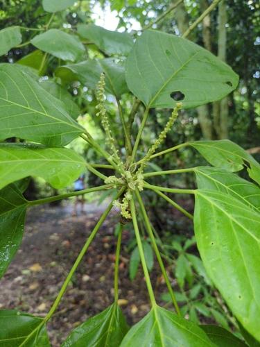 Laping Budak (Claoxylon indicum)