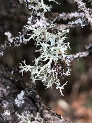 Ramalina dilacerata