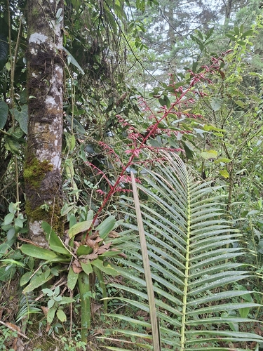 Tillandsia tovarensis, photograph 1