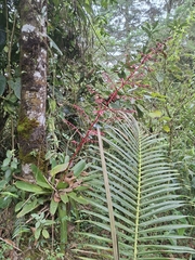 Daniel Mesa, CC BY, iNaturalist via GBIF Tillandsia tovarensis, photograph Daniel Mesa, CC BY, iNaturalist via GBIF