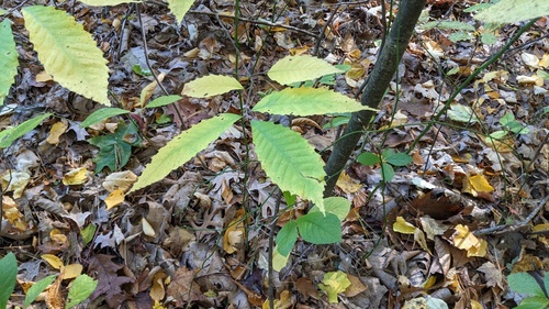 American Chestnut