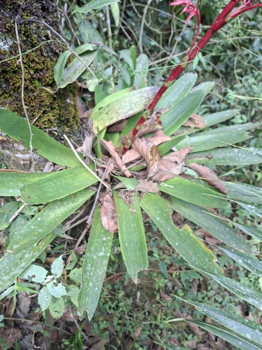 Tillandsia tovarensis, photograph 2