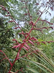 Daniel Mesa, CC BY, iNaturalist via GBIF Tillandsia tovarensis, photograph Daniel Mesa, CC BY, iNaturalist via GBIF