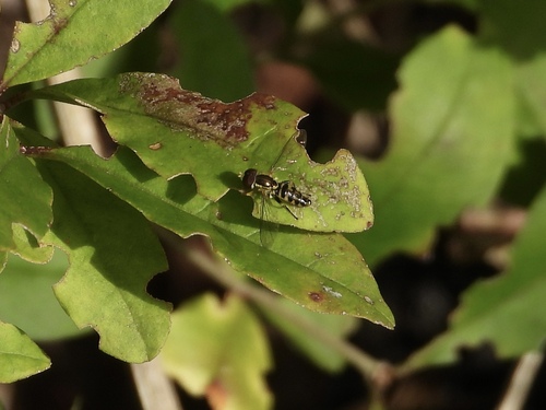 Unknown species found near Margate City, NJ 08402, USA
