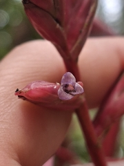 Daniel Mesa, CC BY, iNaturalist via GBIF Tillandsia tovarensis, photograph Daniel Mesa, CC BY, iNaturalist via GBIF