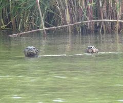 Hydrictis maculicollis