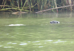 Hydrictis maculicollis