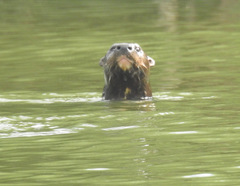 Hydrictis maculicollis